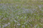 Nash's blue-eyed grass